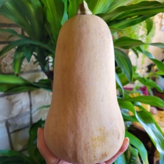 Stupendous Squash Swing