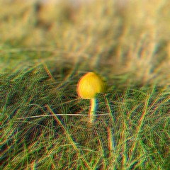 Enter the mushroom circle