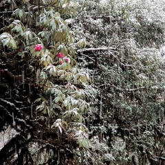 alone in the rhododendron forest
