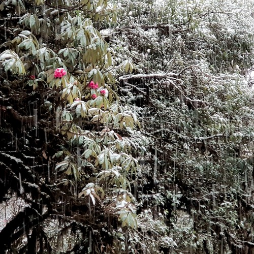 alone in the rhododendron forest