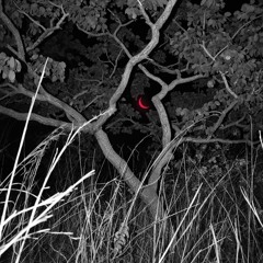 inmun - luv fall.mp3