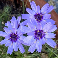 Love's Poisoned Dart