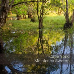 Album Sample - 'Cape York: Melaleuca Swamp'