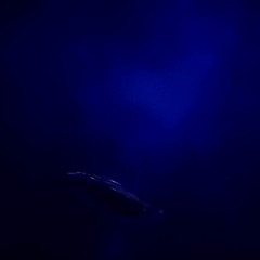 Lil Shroomie - Feel (Sped Up)(Engineered By Nexxus)