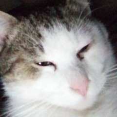 Polish cow, but it's hungarian.mp3