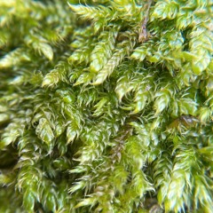 The Seed - Guided meditation