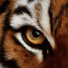 #003 VYAGHRA session - Progressive House.