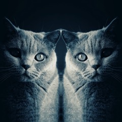 Schrödinger's Cat