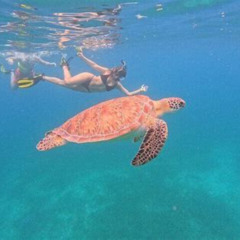 Review Special Price Culebra Swim With Turtles Adventure And Flamenco Beach By Ferry