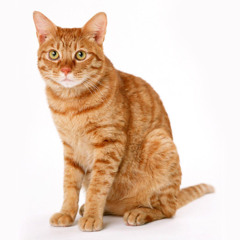 ‎
