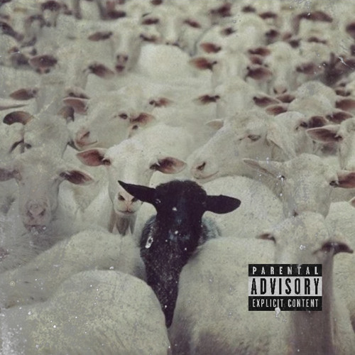 BLACK SHEEP