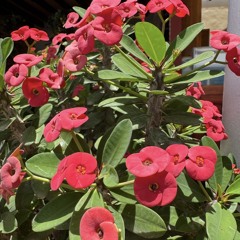 Dá-me_a_conhecer_SENHOR-Salmos_39:4-7-🌹🌱🌺 Lord make me to know…-Psalm 39-7 🌹🌱🌺 Hazme saber Jehová…