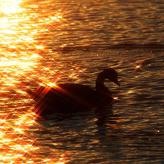 Neil & Realsillage - black swan (Neil Remix)