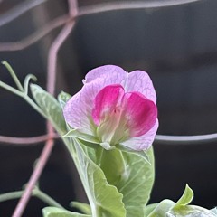 Baby San’r 宝贝三儿