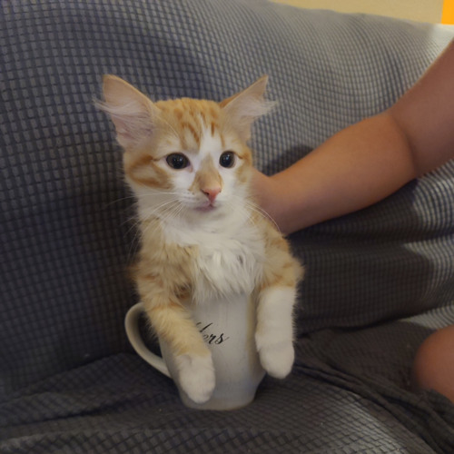 Stream Takis Are Seriously Intense by Tai Triss | Listen online for