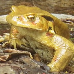 MIDI METAL WIP メロデス