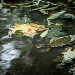 gentle pond