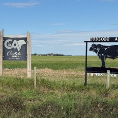 RRC Podcast Ep. 5 - Aug. 11 - Cudlobe Cattle Field Day