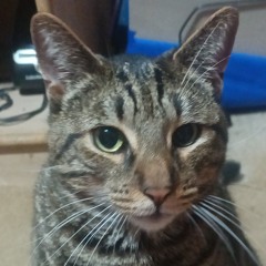 BOBO The Cat