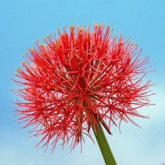 Rock for Blood Lilies