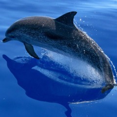 Dance of the Dolphin by Hexagon Hedgemaze