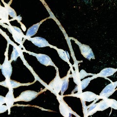 Conversation - Ode (An Acknowledgement Of Sea Country)