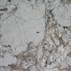 Bicornis