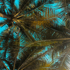 Remember the Tropical (STAY)