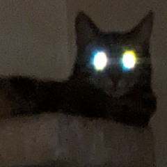 Treflipblunt - Opus3