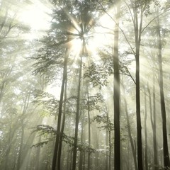 Spring Breeze '24 - Morning Mist