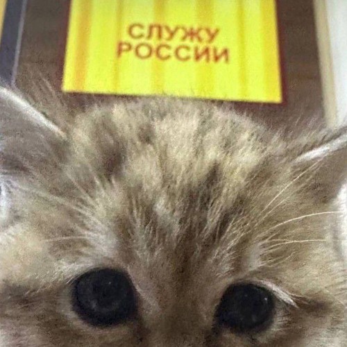 madk1d - давно на СВО