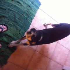 Stupid Loop Feat. Kibby the freak