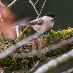 Willow Tit Pair - MixPre-7512