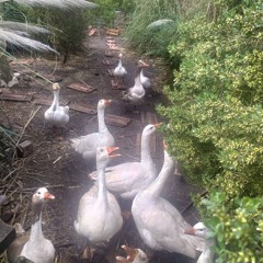 Paisaje Bioacústico en el Refugio Aloha - Mar del Plata