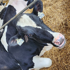 Farmgate Milk Prices Set to Rise in 2026