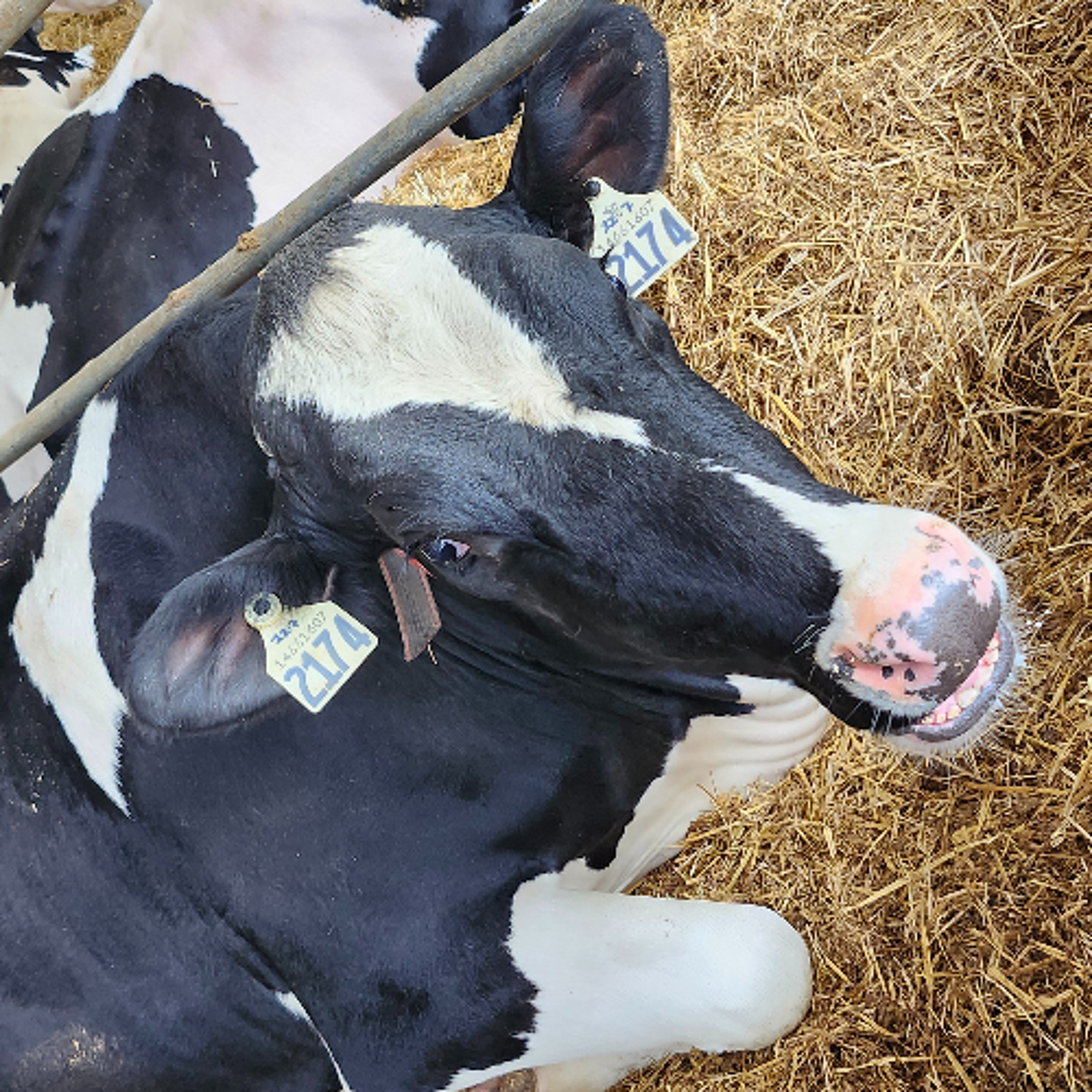 Farmgate Milk Prices Set to Rise in 2026