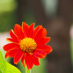 Tithonia feat 5apby