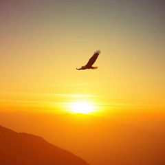 Wings Like Eagles