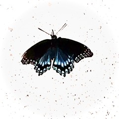 LOSER 2 MOTH (Ft. Hoody AM)