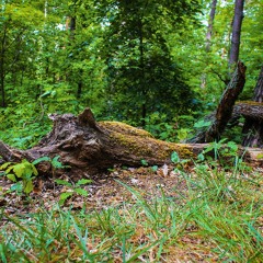 Tegel Wald, Berlin, Germany