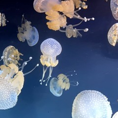 Black Market Jellyfish