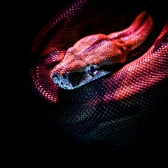 Fallout (prod. yunny goldz)