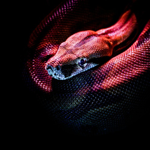 Fallout (prod. yunny goldz)