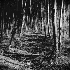 Reality (Apollo Produced It)