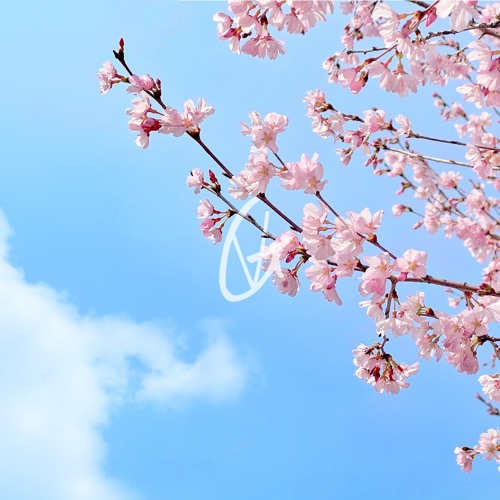 Sakura Tree