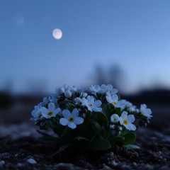 Twilight Imagery