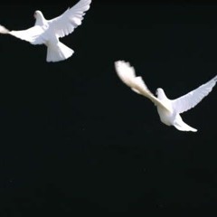 Fly Freestyle