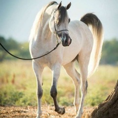 مختارات الشعر العربي