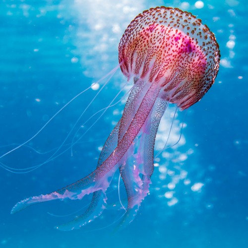 (3) ´Fluctilius Morphicus'