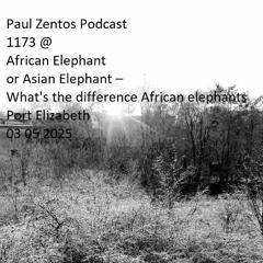 Paul Zentos Podcast 1173 @ African Elephant or Asian Elephant – What's the difference African elephants Port Elizabeth 03 05 2025